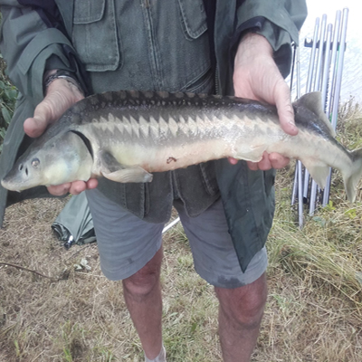 Tunbridge Wells fishing