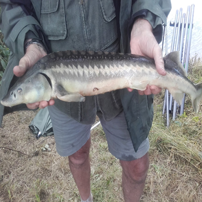 Tunbridge Wells fishing 