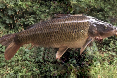 chub fishing lake Sevenoaks 