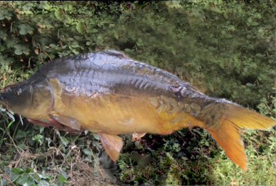 chub fishing lakes Sevenoaks 