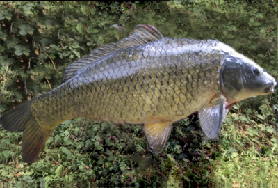 chub Sevenoaks fishing lake  