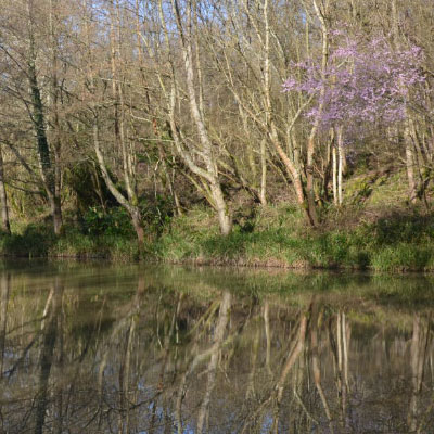 Chub fishing Tunbridge Wells