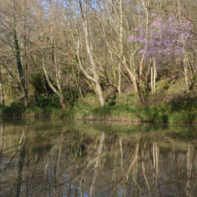 Chub fishing Tunbridge Wells 