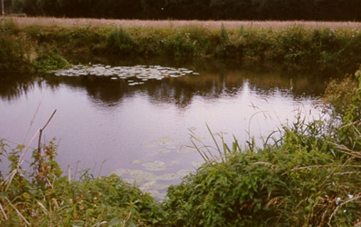 fishing River Beult near Hunton
